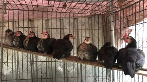 Australian Pit Game Bantam chicks