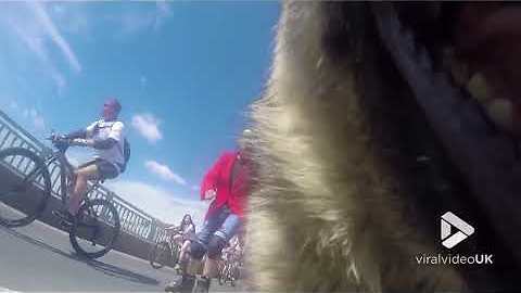 Viral Video UK: Stray dog steals GoPro during Mass Bike Ride