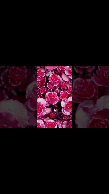 8 Cold Hardy Succulents #aeonium #echeveria #sedum #sempervivum