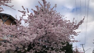 cherry blossoms