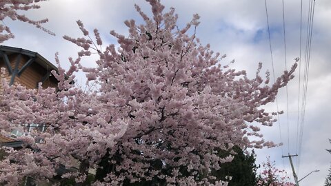 cherry blossoms