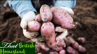 Planting no-dig potatoes and artichokes: allotment gardening