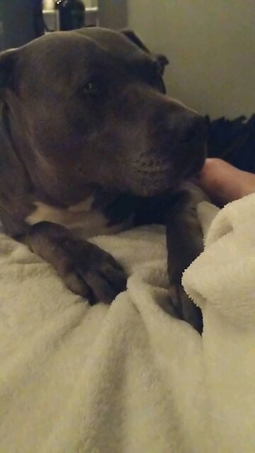 Pitbull scared of thunderstorms