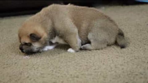 Adorable puppy takes his first steps