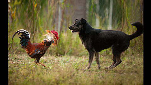 Chicken vs. Dogs 💖 Funny Dogs fighting