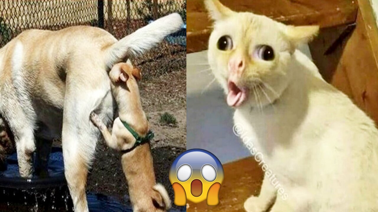 Funniest cat and dog video || funny animals video 😂😂 || 2022