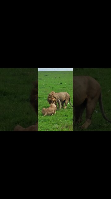 Finishing Breakfast? #shorts | #ShortsAfrica