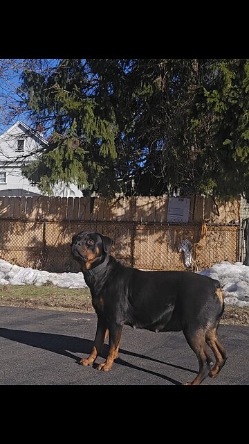 Doneyuno Rotties Female