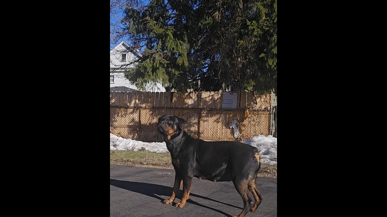 Doneyuno Rotties Female