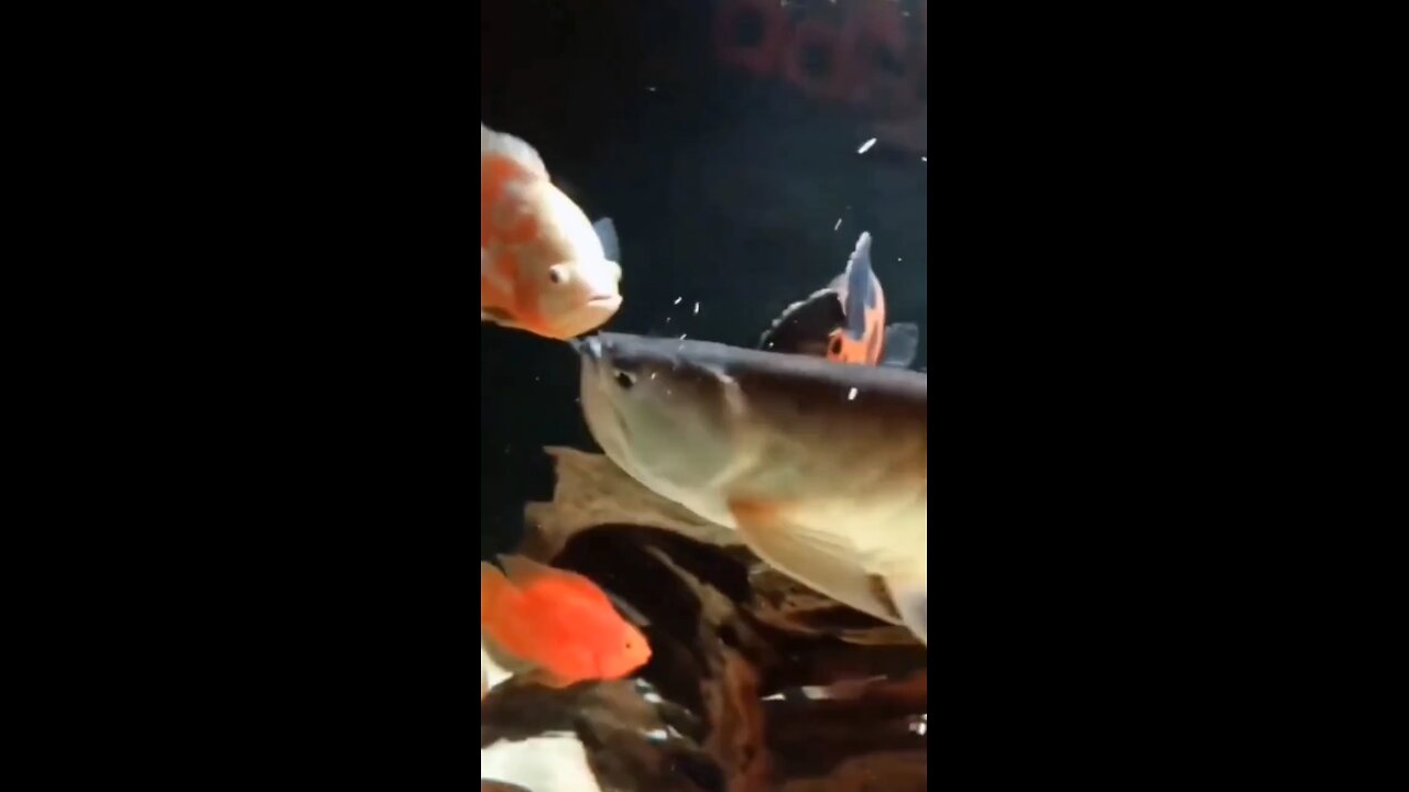 Rats fed the Arowana fish