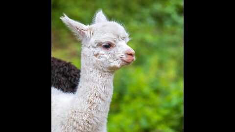 Animais Fofos e Engraçados 4