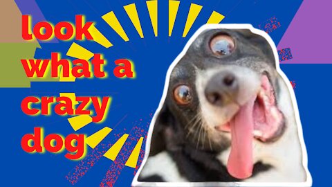 see this very crazy and funny dog