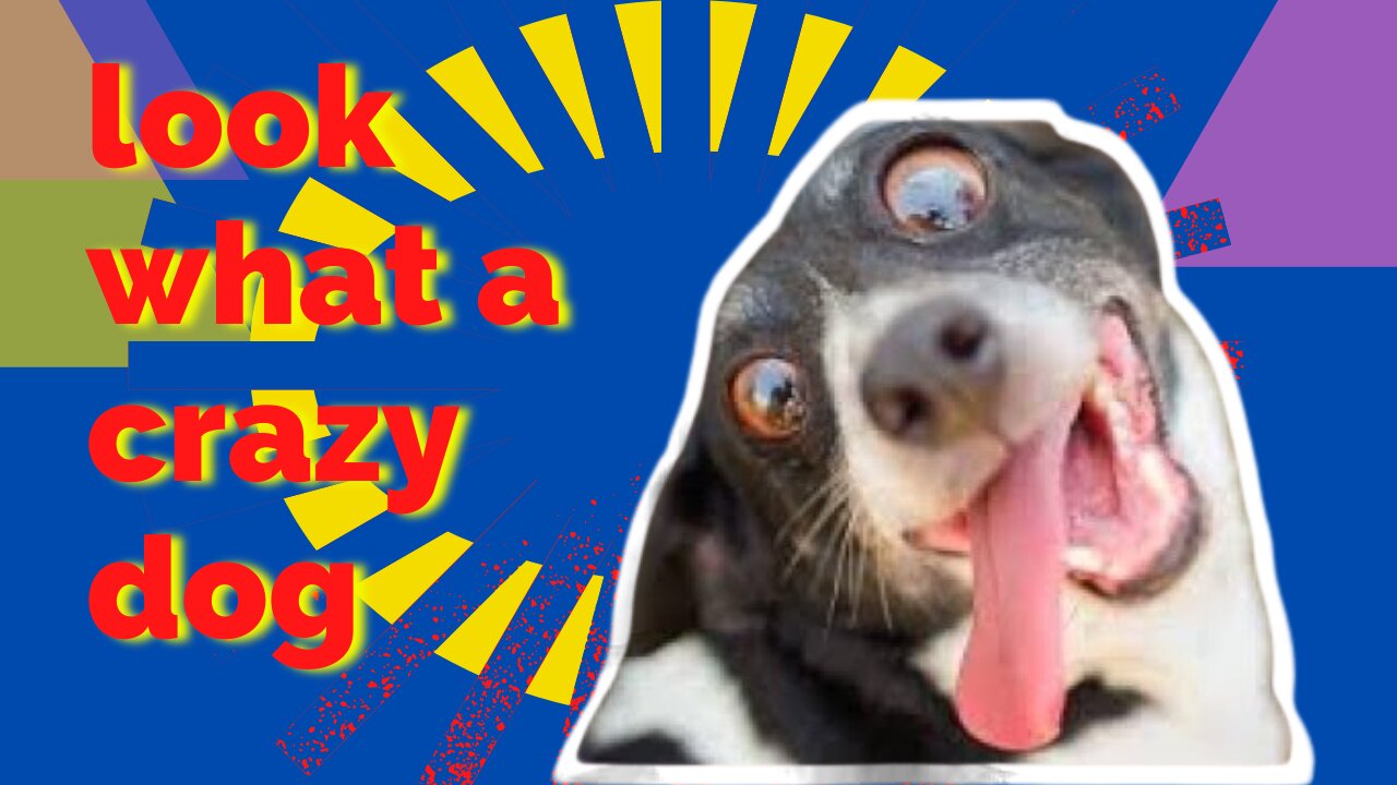 see this very crazy and funny dog