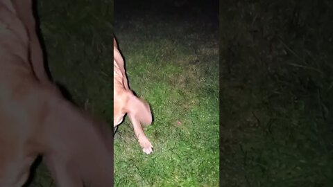 get that red dot light!!