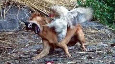Watch these hilarious chicken vs dog fight videos