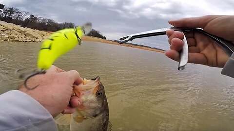 THE BASS HAVE LEARNED HOW TO READ!!!