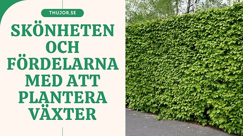 Skönheten Och Fördelarna Med Att Plantera Växter