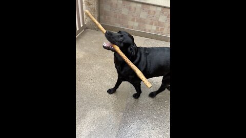 Ninja Puppy - Beware of this Cute Labrador