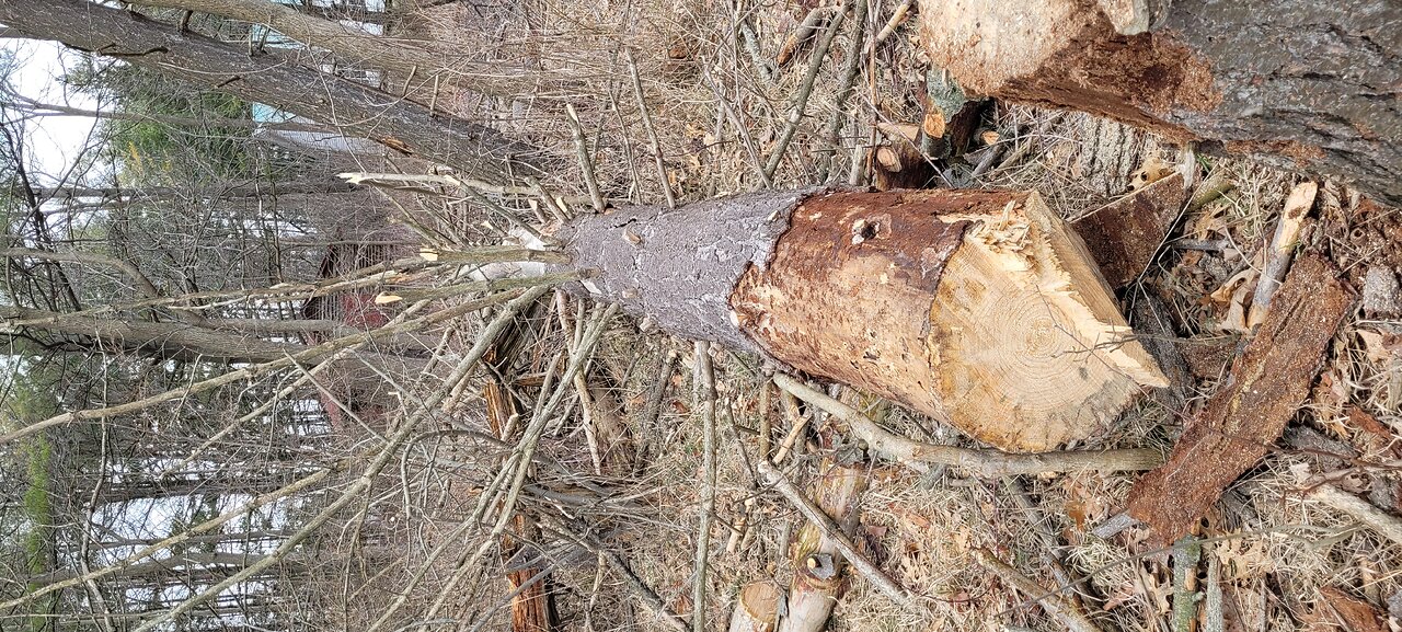 Dead White Pine for Chainsaw Milling