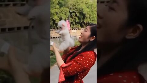 WHY.ARE.YOU.SO.CUTE??? #Puppy #Dogs #Shorts #Puppyvideo #Shortvideo #dog #doglover #cutedog #puppylo