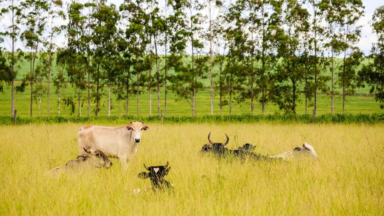 Produziu o bicho pega, preservou o bicho come: o agro sob pressão bipolar do governo e STF ... fome