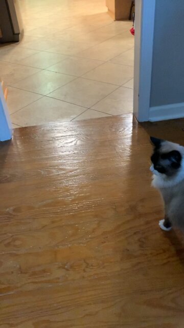 Mittsy Fetching Paper Ball