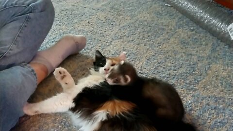 Ferret plays with cat