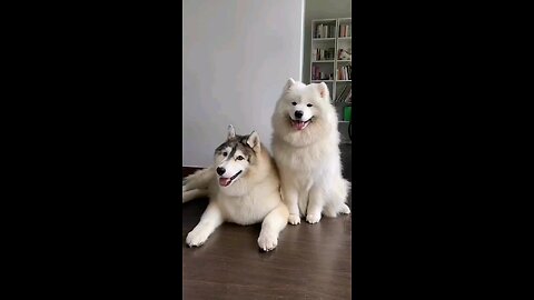 so cute to admire