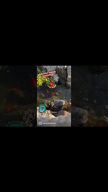 #pond #koi #goldfish #chookolingo
