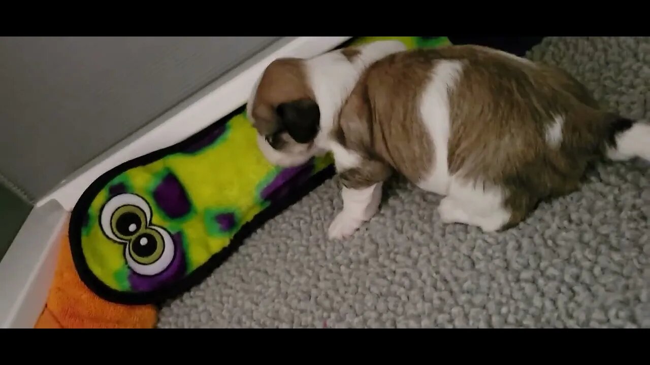 Solomon...2 weeks old. beginning to get around...