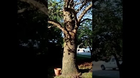 Saying goodbye to Mrs. Tree.....