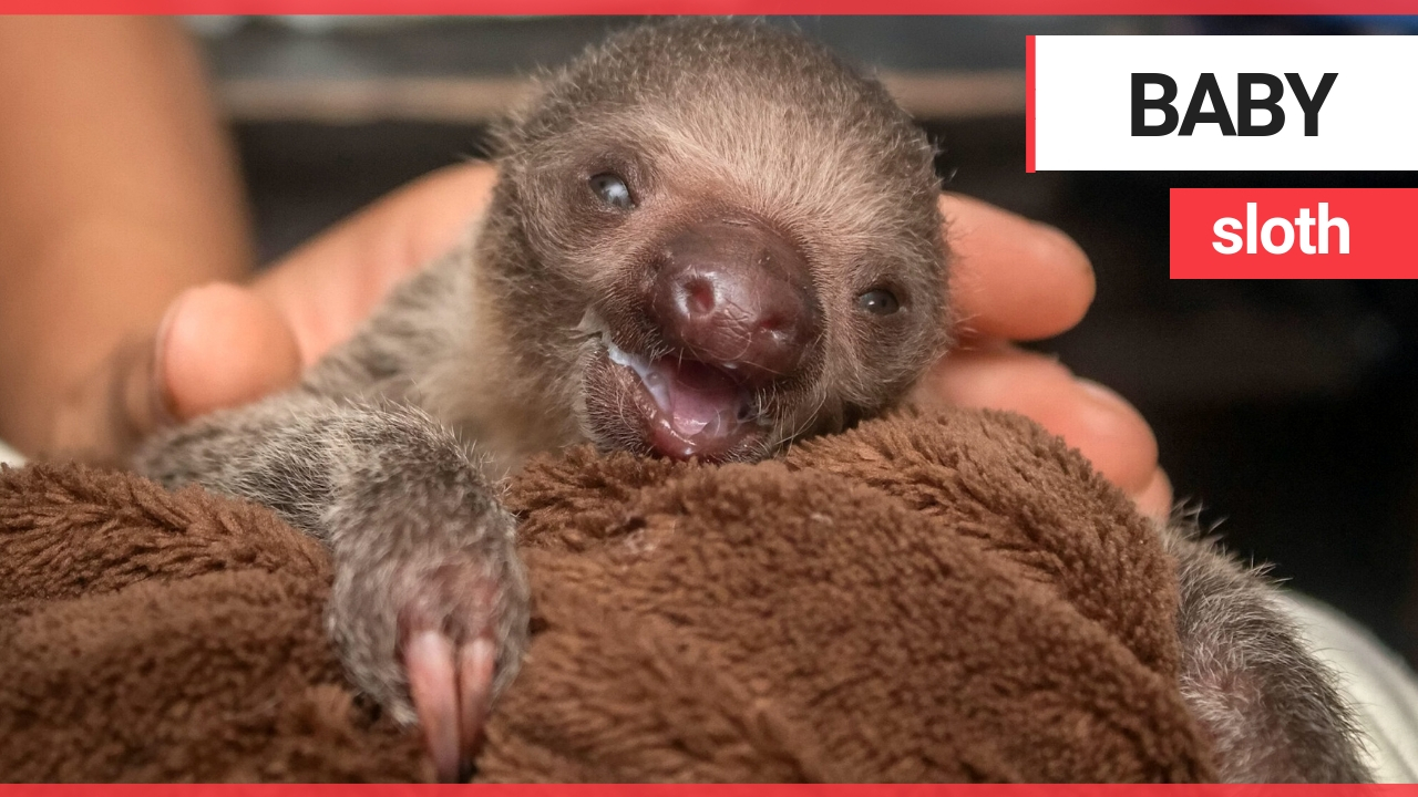 A zoo has announced the birth of their first sloth | SWNS TV