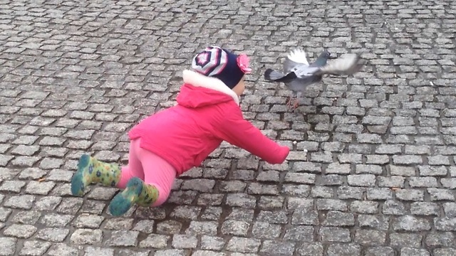 Toddler tries to catch pigeon, fails miserably