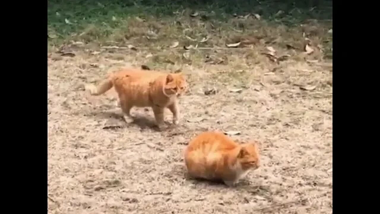 PLAYING CAT VIDEO MEAWWW