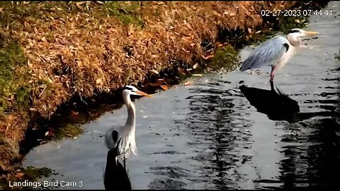 Great Blue Herons Wading In The Lagoon 🦩 02/27/23 07:44