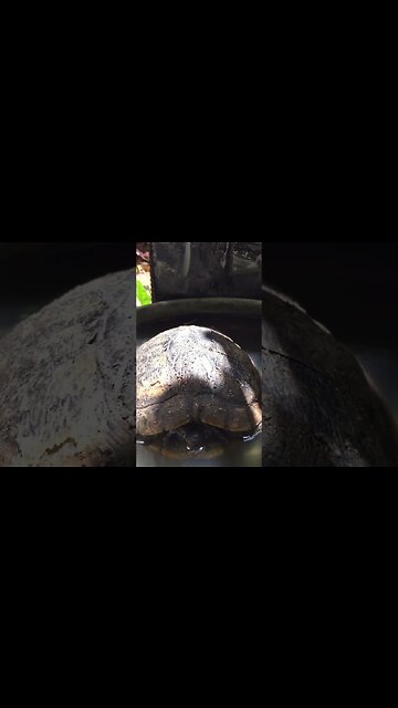 Snapping turtle vs guinea pig