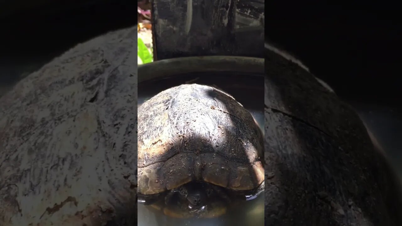 Snapping turtle vs guinea pig