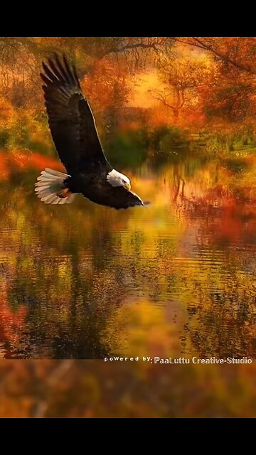 Eagles are majestic birds of prey, renowned for their keen eyesight and powerful talons.