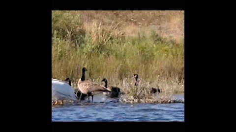 American White Pelican