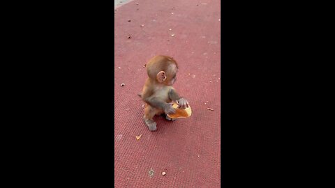 baby monkey cute animals