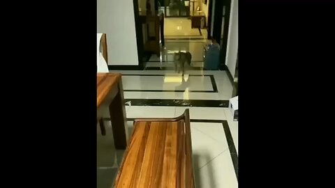 Cats Play With Children