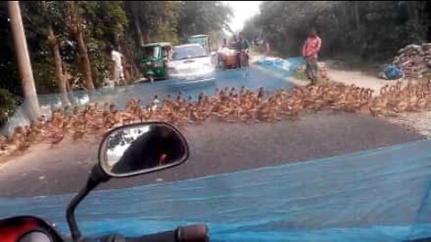 Hundreds of ducks cause traffic in Bangladesh