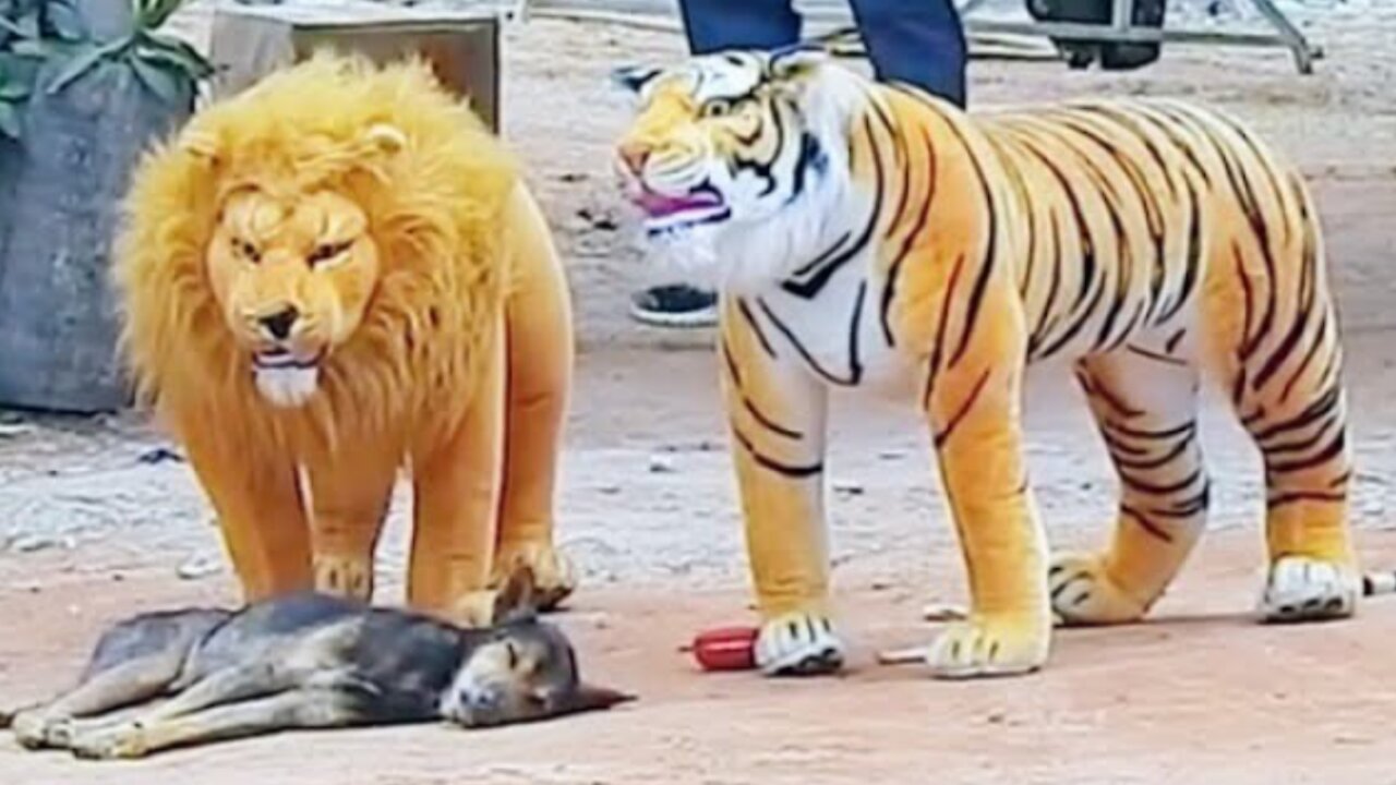 Lion and dog funny video 🤣🤣🤣🐕