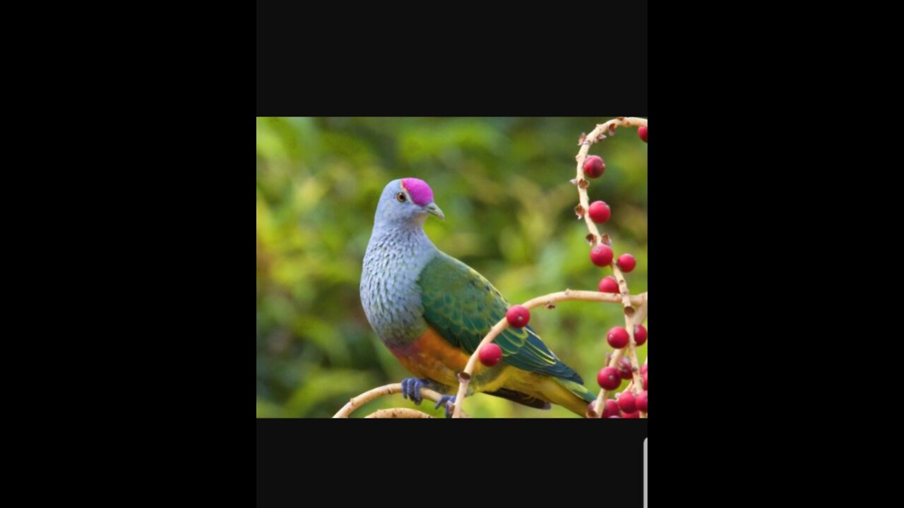How beautiful nature and birds with each other.