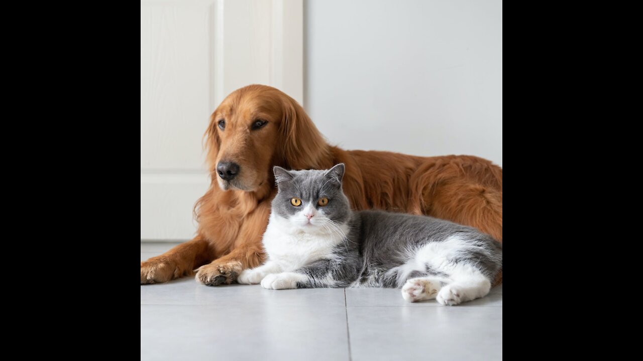 Funny Pets Reaction Dog And Cat