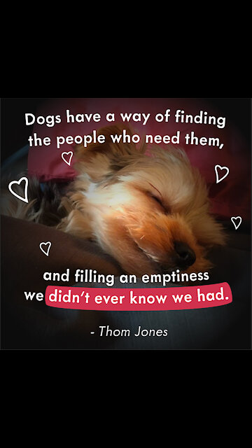 Dogs Have a Way [GMG Originals]