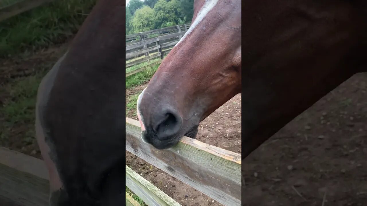 Sneaky treats