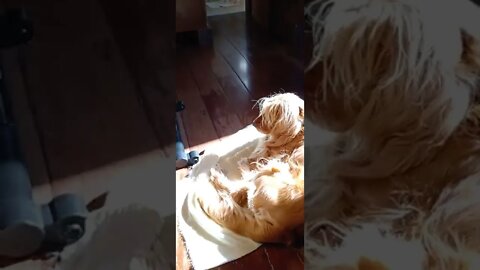 golden dog , shorts(2)