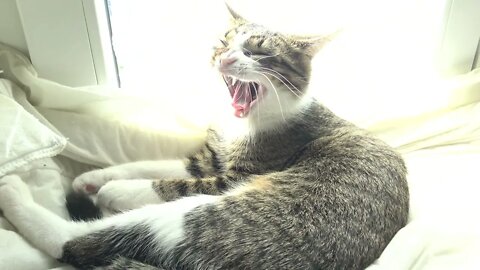 Kitten Yawns in the Warm Sun