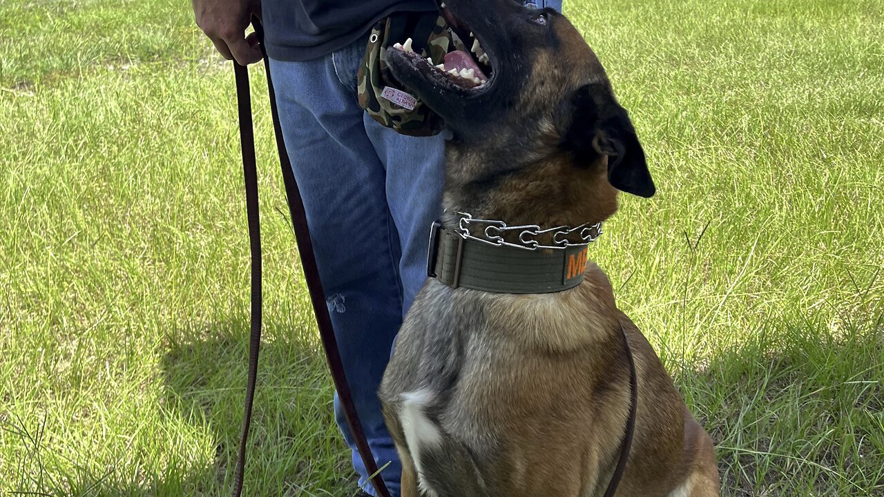 Civil Unrest K9 Club